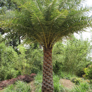 Indian date palm (Eetha Tree)